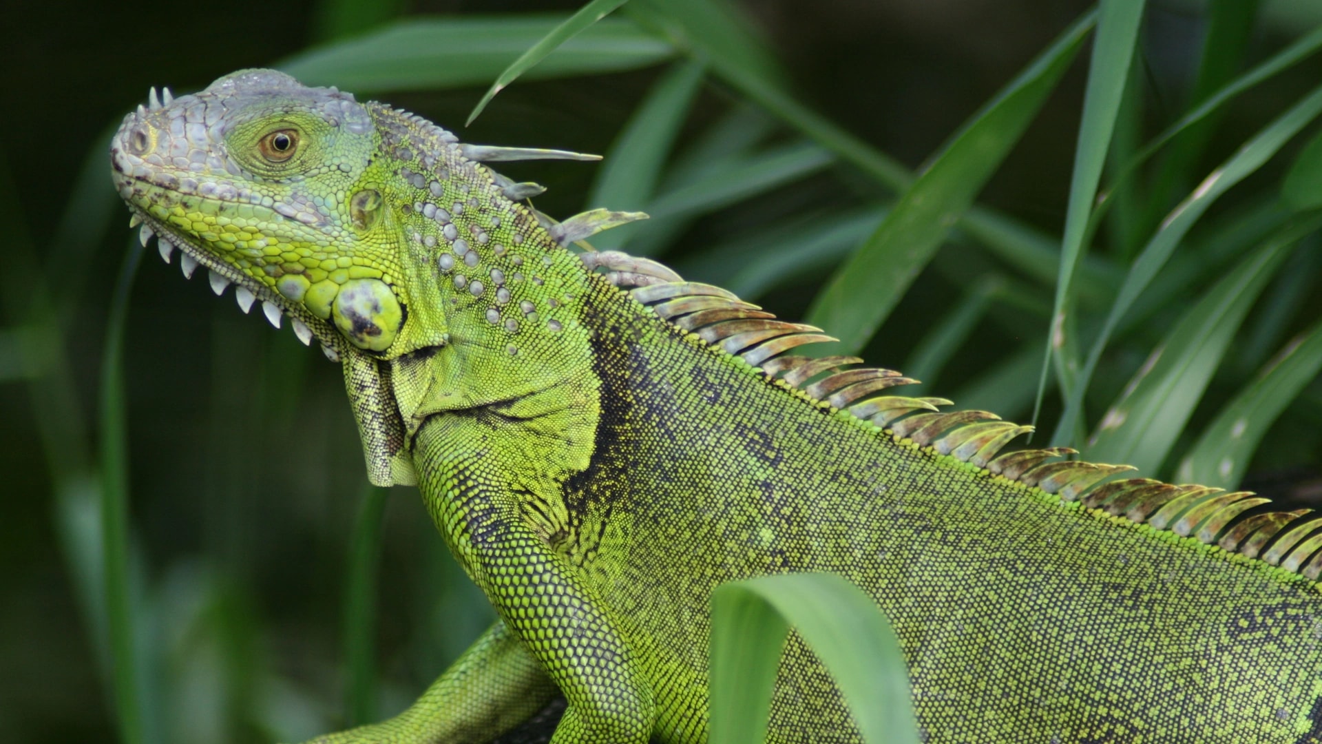 Professional iguana removal services in Florida